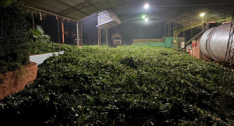 Hace dos años se alcanzó una cosecha excepcional y se produjo 60 millones de kilos más de yerba canchada de lo que se consume.