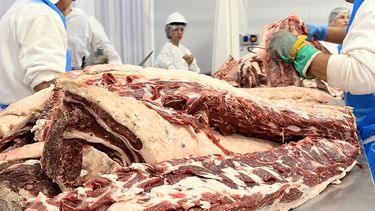 origen pampa: una apuesta a la industria carnica