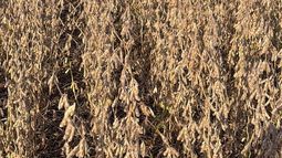 dat crea: un trabajo que muestra los logros y desafios del cultivo de soja en la argentina