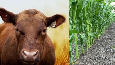 sostenibilidad: ganaderia integrada con agricultura de manera exitosa