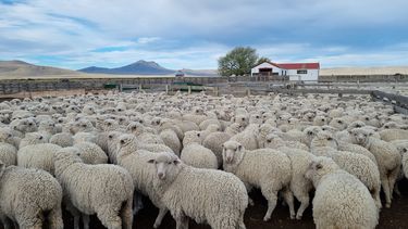 Ovinos región CREA Patagonia.