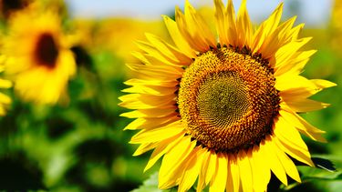 girasol: resultados de ensayos 2023/24 en oeste arenoso