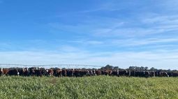 innovacion, riesgo y oportunidad en el agro argentino