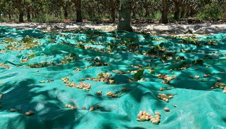 Pistachos