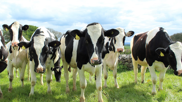 la produccion de leche argentina ante un nuevo escenario mundial: lo que viene