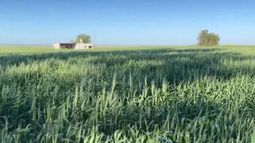 cultivo de trigo: rendimiento, calidad e impacto de productos biologicos en la region norte de buenos aires