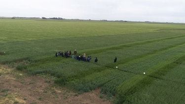 trigo: brechas de rendimiento en la region sudoeste