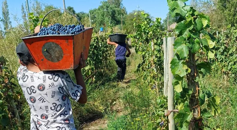 Para este año proyectan unas 5000 botellas, con la intención de escalar a 15.000 o 20.000 en el mediano plazo.