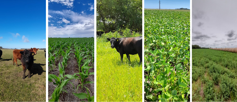 Las líneas de investigación se desarrollan a campo y combinan sistemas ganaderos y agrícolas