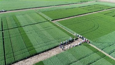 brechas de rendimiento en el cultivo de trigo ¿que tecnologias suman mas rinde?