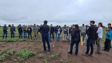 proyecto malezas crea: ya estan disponibles todos los informes de la ultima campana