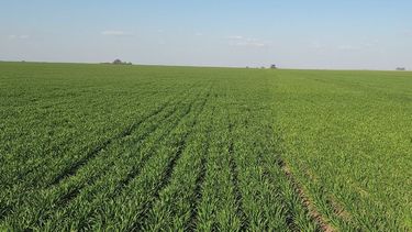 comercializacion agricola: coberturas flexibles en trigo ante un escenario incierto