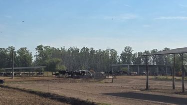 Vacas gestión empresarial rural