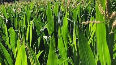 chicharrita del maiz: fuerte crecimiento de la poblacion de dalbulus maidis