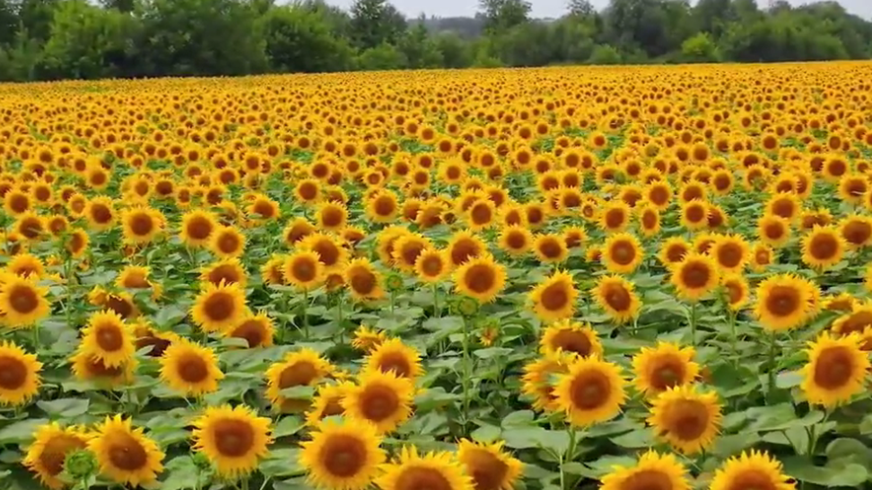 girasol.PNG