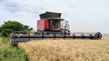 mas de 9300 kg/ha de trigo en san antonio de areco ¿como lo lograron?