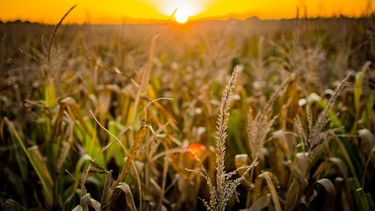 el indice de confianza del empresario agropecuario mostro su segundo incremento consecutivo