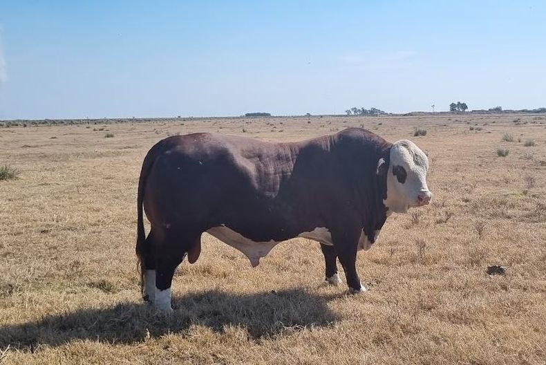 Toro en el establecimiento 