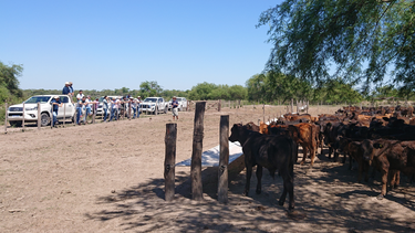 ¿que aspectos destacables muestran las gestiones ganaderas crea 2022/23?
