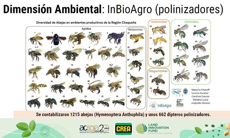 Soja Sostenible en el Gran Chaco: InBioAgro polinizadores.