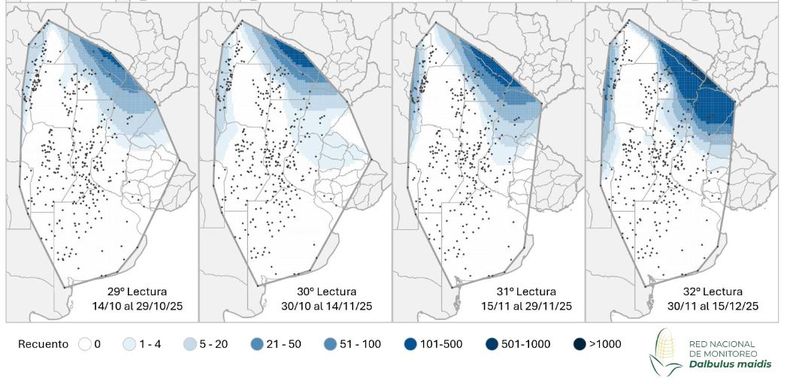 Mapa de calor establecido en función de la evolución de la cantidad de adultos de la chicharrita del maíz capturados con trampas cromáticas adhesivas en las localidades relevadas en los últimos informes de la Red Nacional de Monitoreo de Dalbulus maidis.