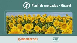 flash de mercados: informe de granos al 06/02/26 - girasol con un record historico local