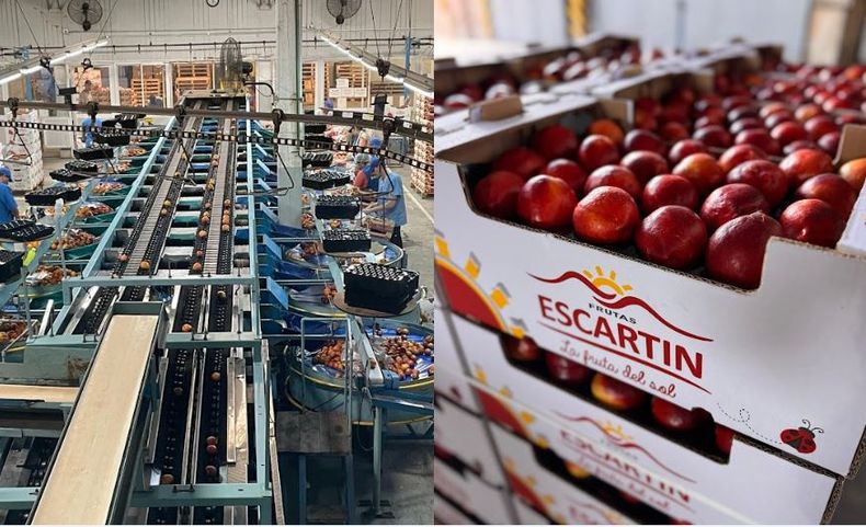 Las fincas y plantas de empaque de Frutas Escartín cuentan con certificaciones de Global G.A.P. y Buenas Prácticas Agrícolas.