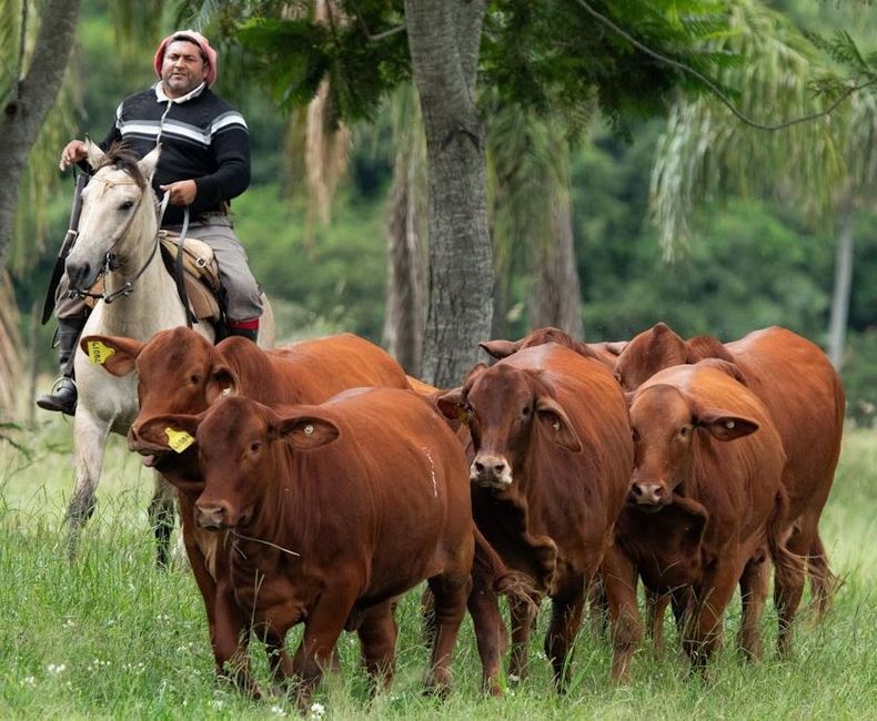 El Bagual. Foto: Pablo Lambrechts