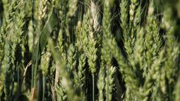 trigo: red de variedades de la region sur de santa fe