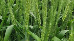 trigo: con tecnologia es posible lograr cultivos de alto rendimiento sin resignar calidad, aunque hay un pero