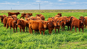 Vacas a campo charla negocio ganadero JAT región CREA Sudeste 2026