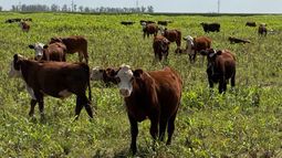 ganaderia posible se presento en expoagro: mas produccion con mejor gestion economica y ambiental