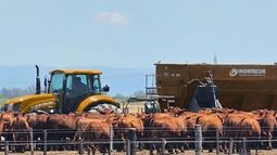 Trabajo a campo tractor y vacas para reforma laboral