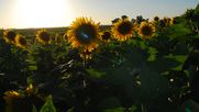 un nuevo amanecer para el girasol