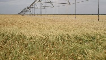 riego en la region sudoeste: una tecnologia que potencio a las empresas agropecuarias
