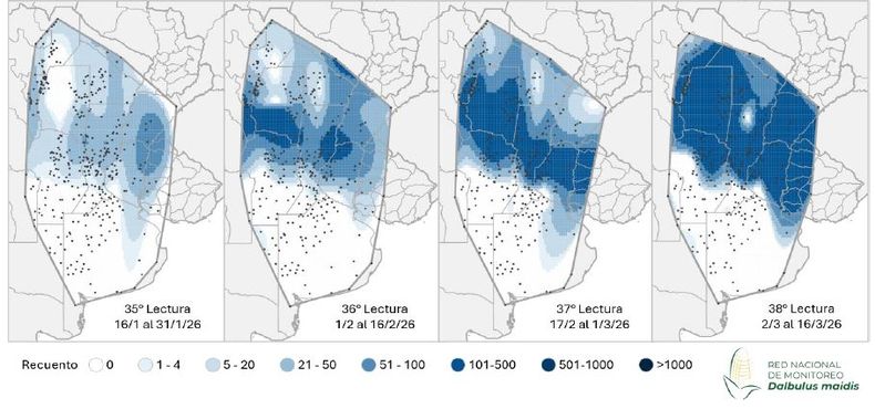 Mapa de calor establecido en función de la evolución de la cantidad de adultos de la chicharrita del maíz (Dalbulus maidis) capturados con trampas cromáticas adhesivas en las localidades relevadas por la Red Nacional de Monitoreo de la chicharrita del maíz.