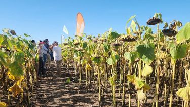 girasol: la importancia de elegir bien el hibrido para garantizar el exito del cultivo