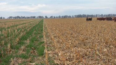 verdeos de invierno: sumar pasto y carne sin resignar soja