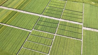 se viene la cosecha de trigo: recorrida de ensayos en la region crea sudeste