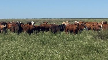 sostenibilidad: pasturas para vigorizar sistemas agricolas envejecidos