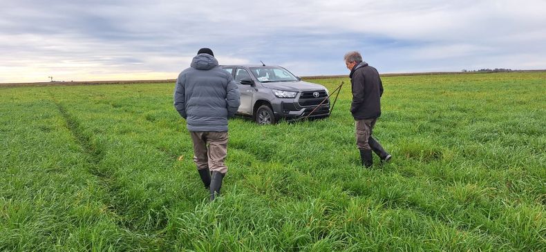 El raigrás sostuvo su crecimiento durante el otoño e invierno y prácticamente no presentó problemas sanitarios, incluso en situaciones de anegamiento