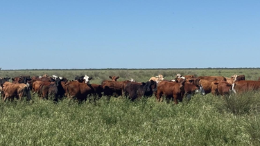 integracion agricola-ganadera: un estudio con registros de dat crea que muestra resultados muy interesantes