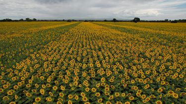 el girasol vuelve a ser atractivo en crea cordoba norte