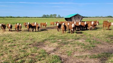sanidad animal: menos antibioticos desde el corral