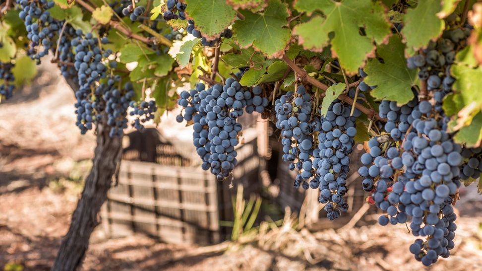 Viticultura: nuevas variedades con potencial enológico