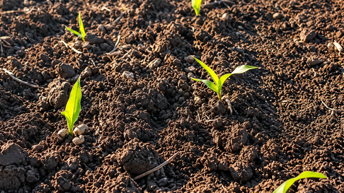 Cultivo de maíz ensayos 2025/26 región CREA Sudoeste