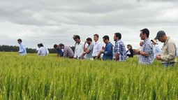 tecnologia clave para el cultivo de trigo y cebada en la region crea oeste arenoso