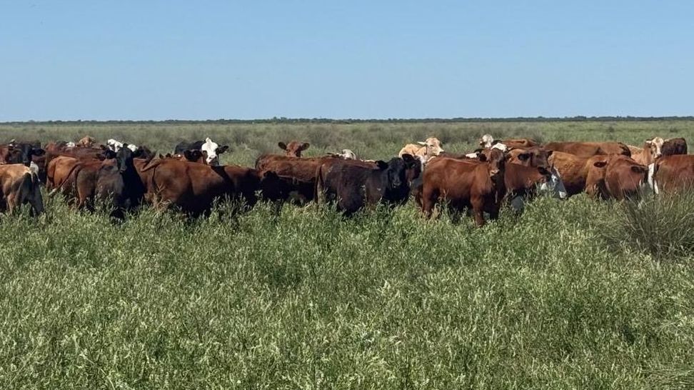 pasturas