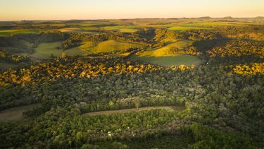 Las emisiones generadas durante el Congreso CREA se compensaron salvando 13.590 metros de bosque nativo en Misiones. &nbsp;