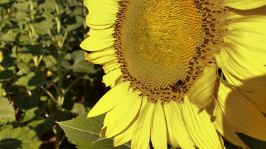girasol: la variable clave que no puede fallar para lograr un cultivo exitoso